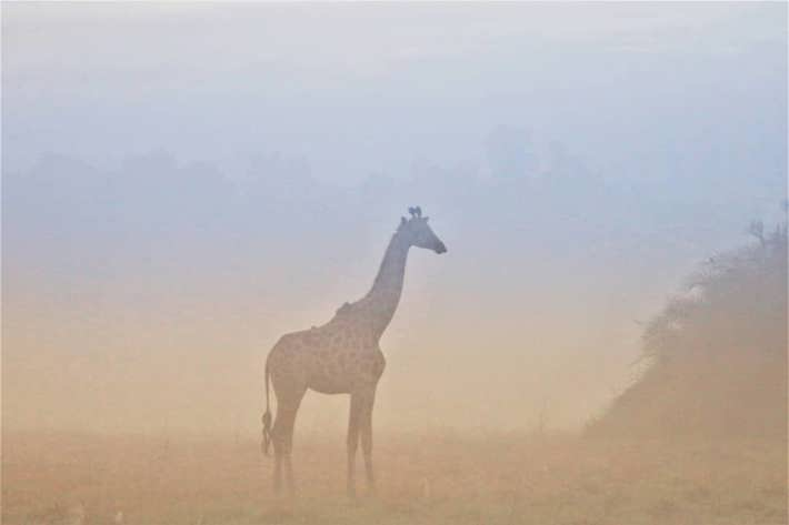 Giraffe in mist Xigera December