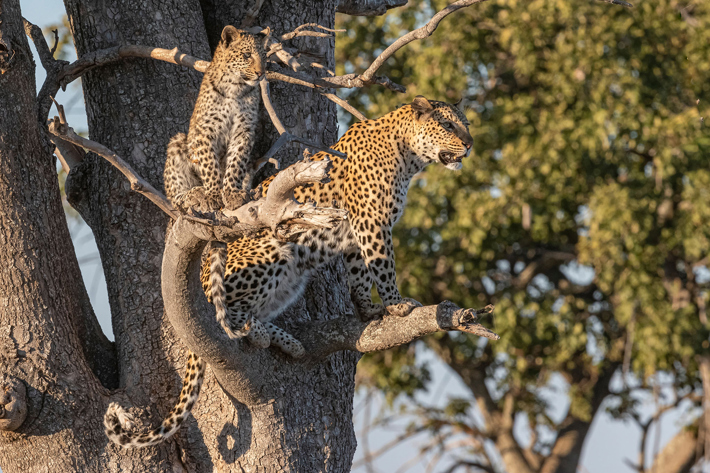 Leopard and cub in tree