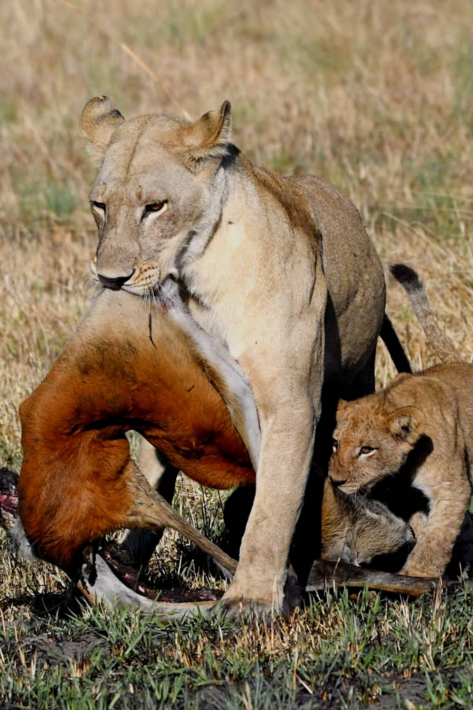 Female lion carrying kill with cub