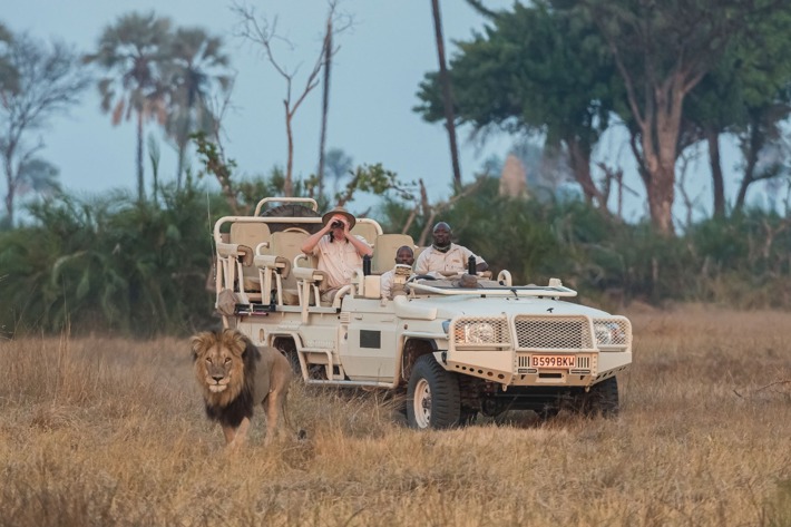 lion from safari vehicle