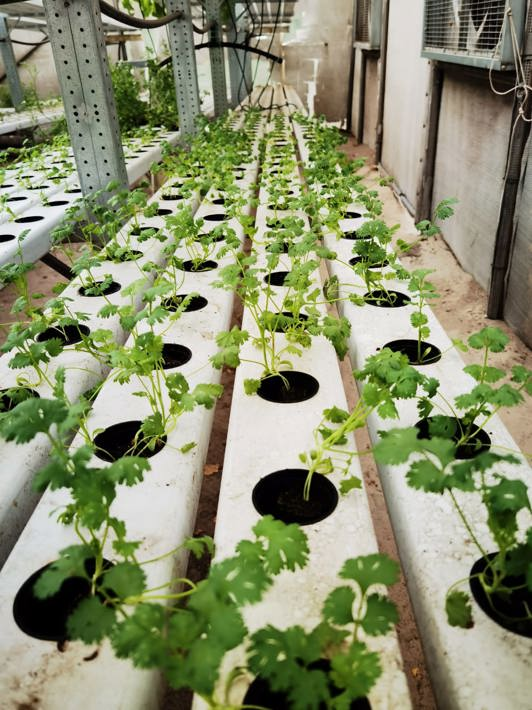 Hydroponic farming vertical growth