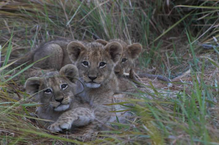 Lion cubs playing Xigera wildlife sightings