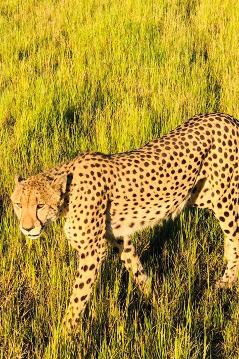 A cheetah in the grasslands