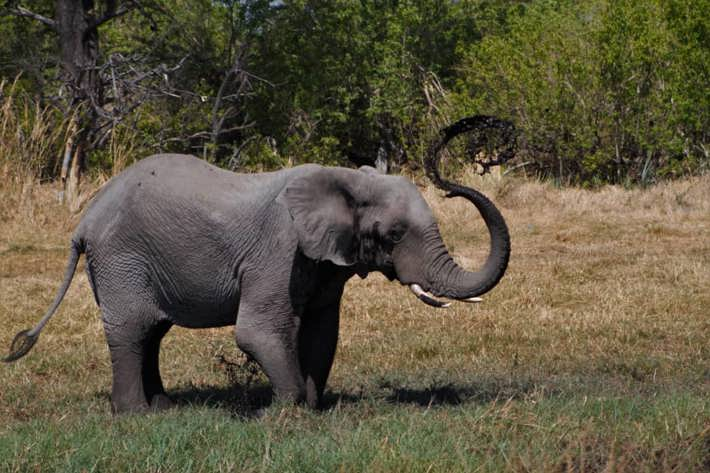 Elephant walking Xigera Safari Lodge