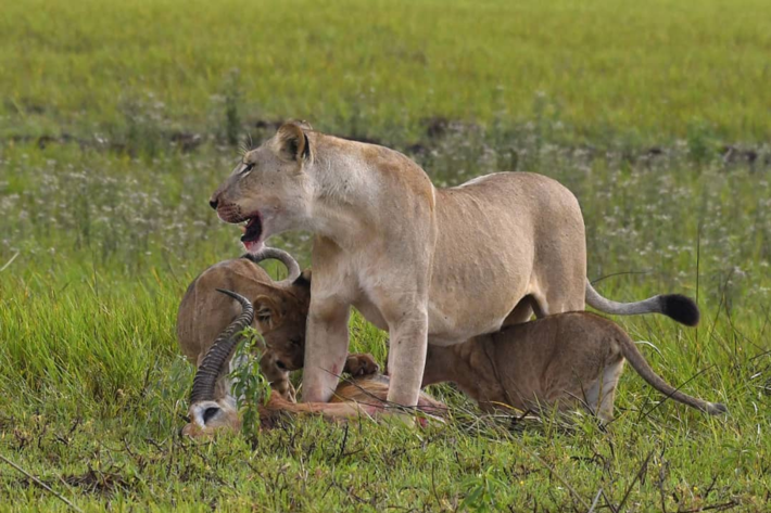 lioness and cubs with kill