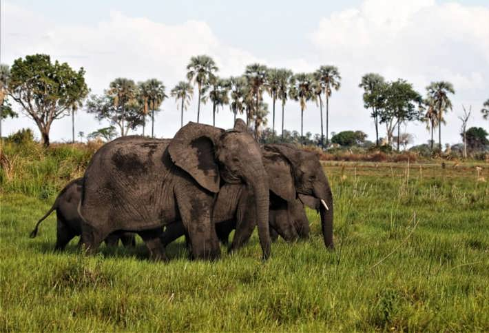 Elephants in group delta