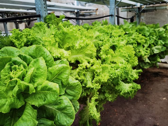 Hydroponic farming salad leaves