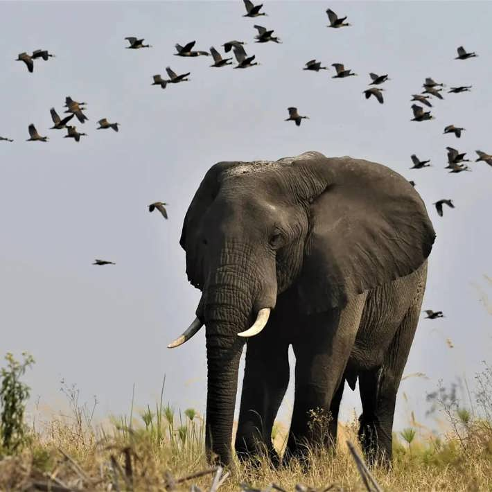 Elephant in front of white faced ducks Xigera