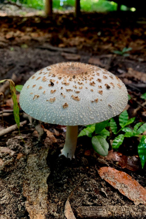 mushroom xigera january