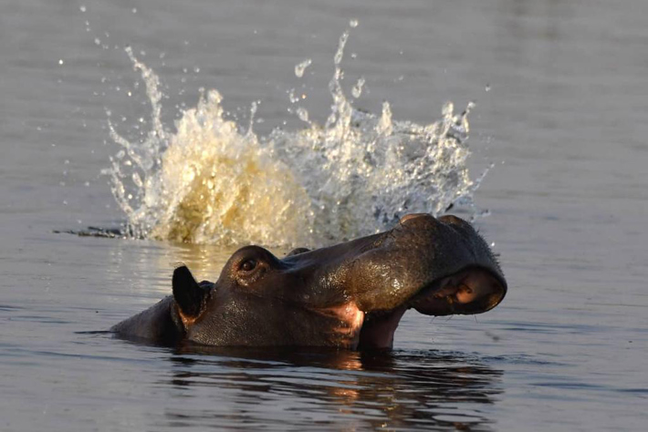 Hippo in the floods