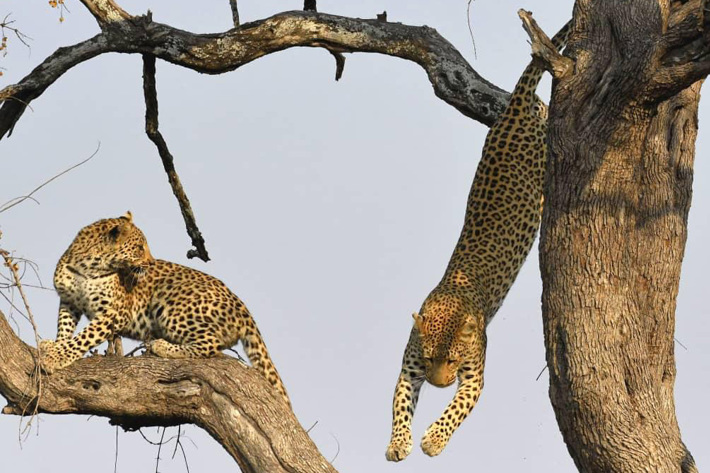 Leopards in tree