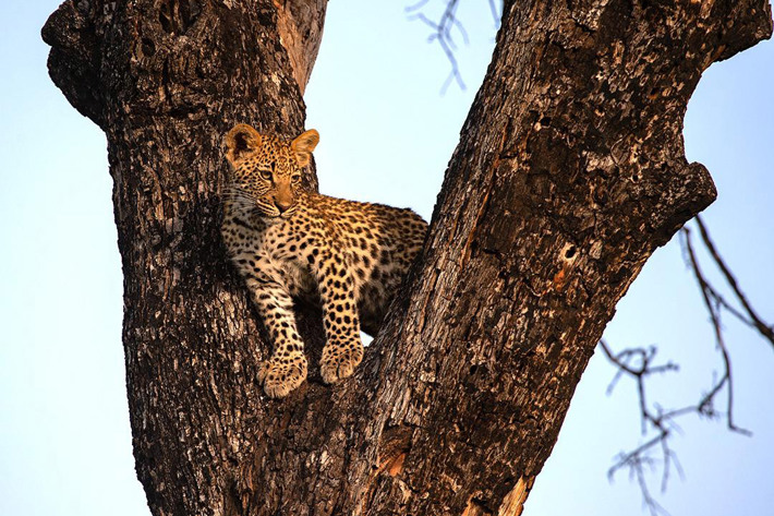 Leopard cub in tree