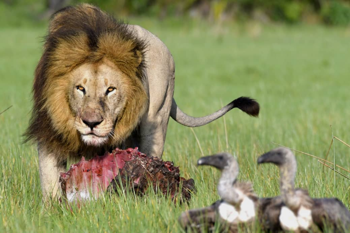 lion xigera kill and vultures