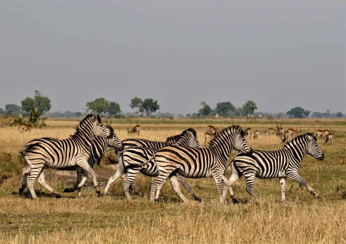 Zebra herd running together Xigera