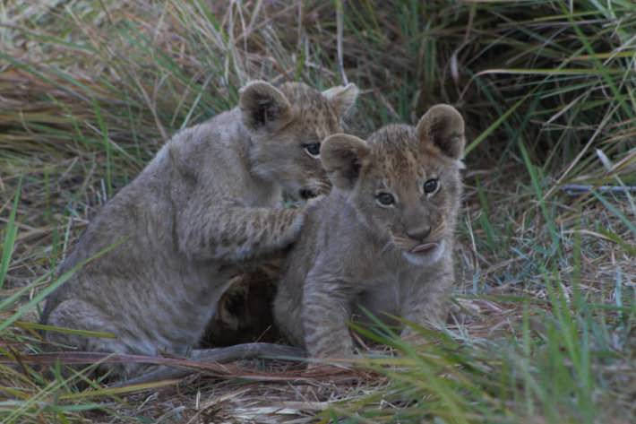 Lion cubs playing Xigera