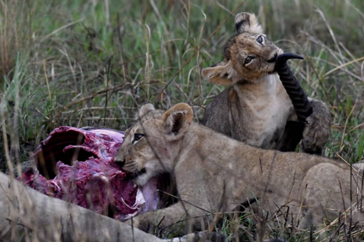 Lions feasting Xigera December