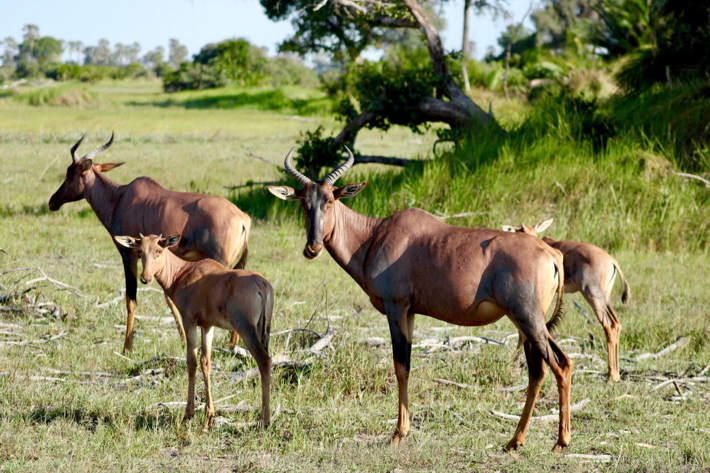 herd of Steenbok