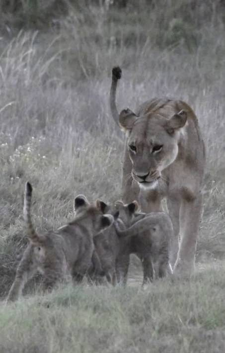 Lioness and her three cubs