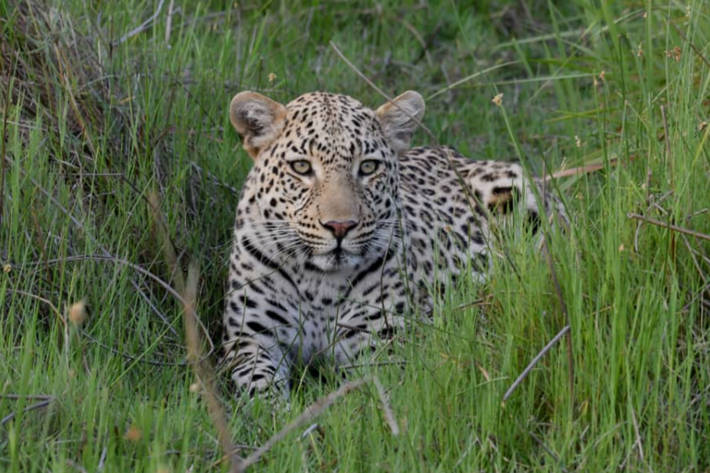 Leopard in grass