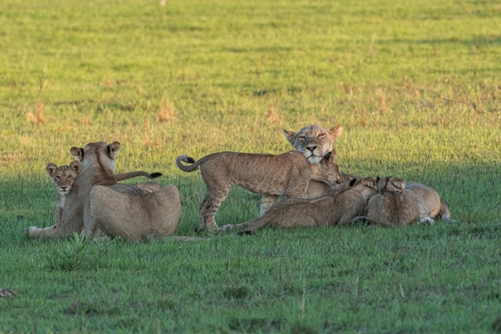 lion cubs xigera