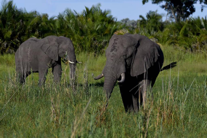 Elephants in grassland