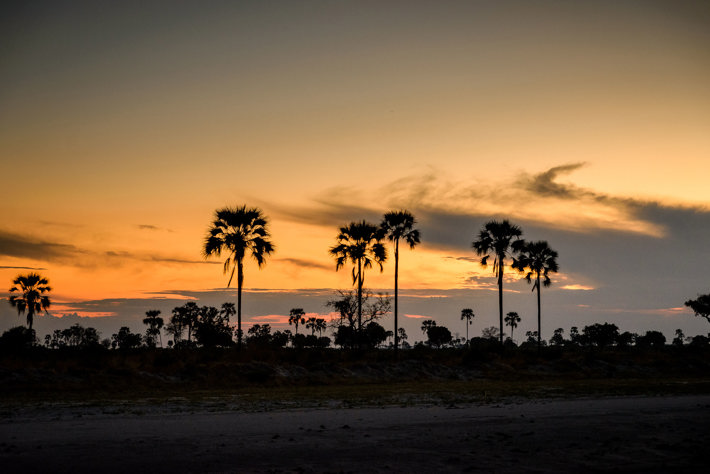 Xigera palm trees at sunrise