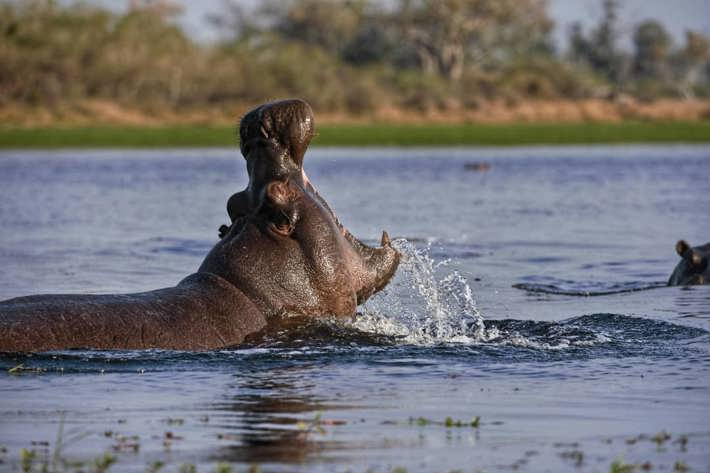 Hippo yawning in water