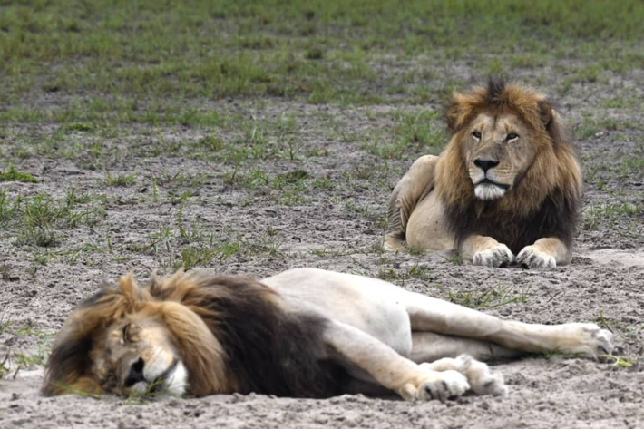 lions lounging xigera