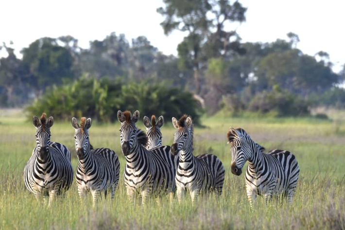 zebras january xigera