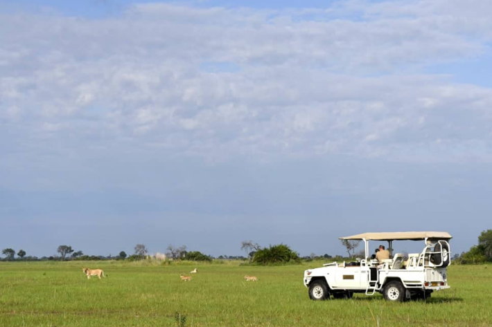 lions and safari vehicle
