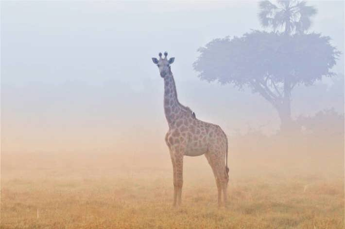 Giraffe in mist Xigera December