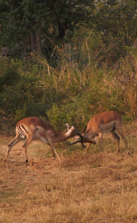 Springbok fighting Xigera Safari Lodge