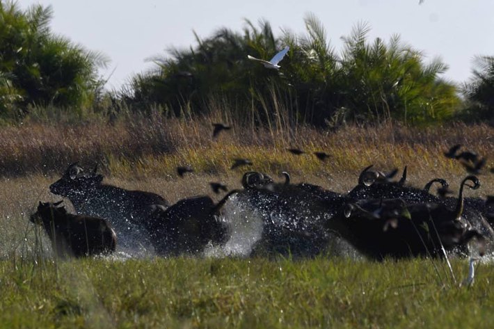 Wildebeest in the floodplains