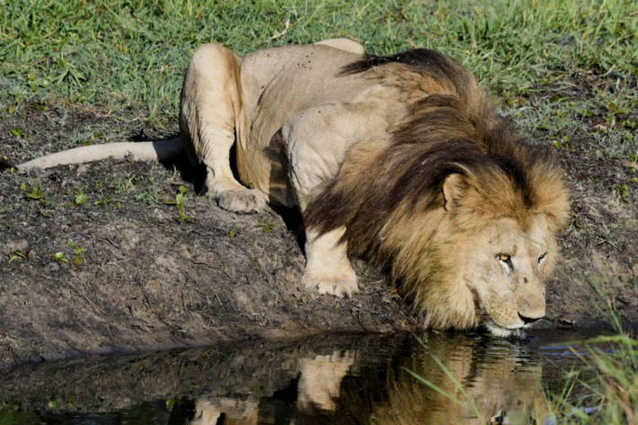 Lion at watering hole Xigera December
