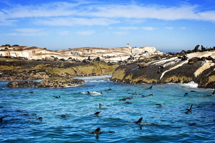 Seal Island in Cape Town