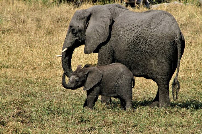 elephant and elephant calf