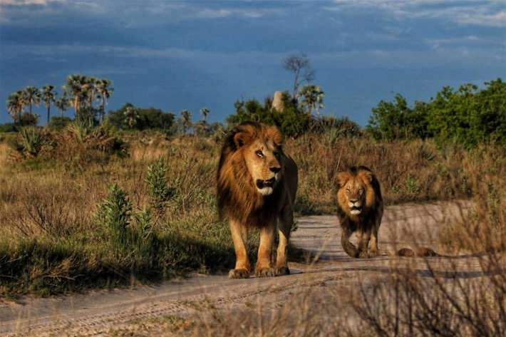 Lions walking Xigera December