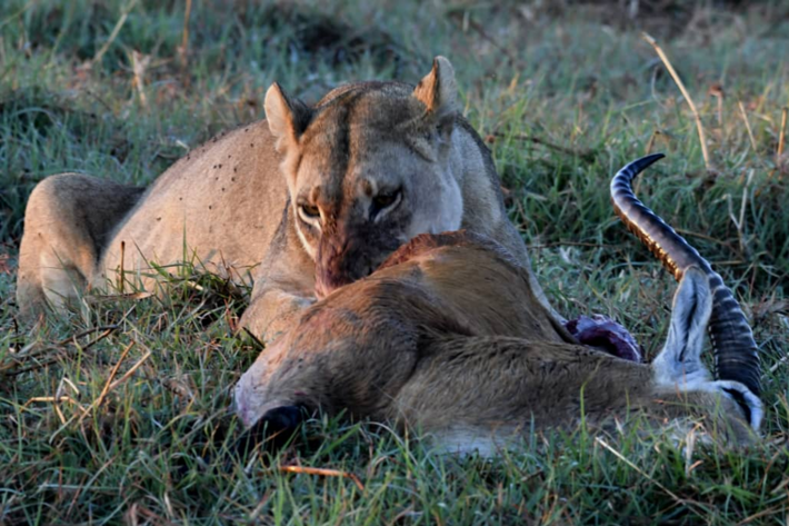 Female lion eating her kill