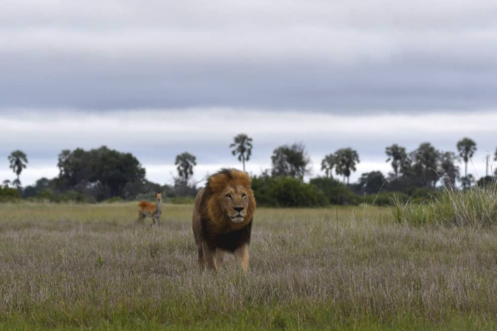 lions on open plain