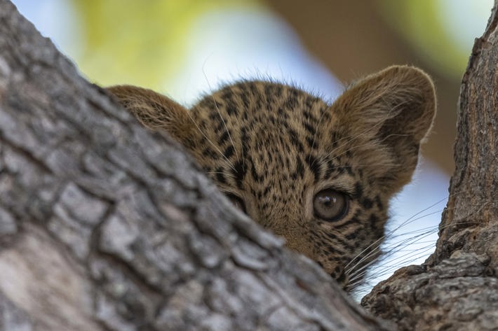Leopard cub hiding in tree