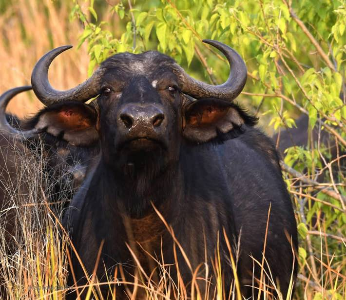 Buffalo herd sighting Xigera
