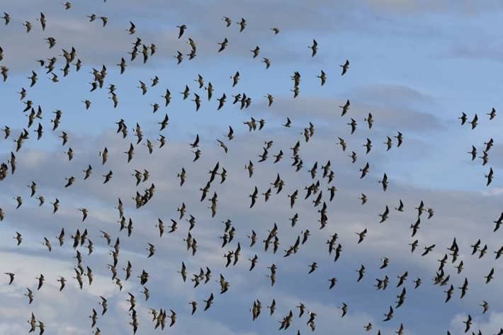 birds in flight xigera