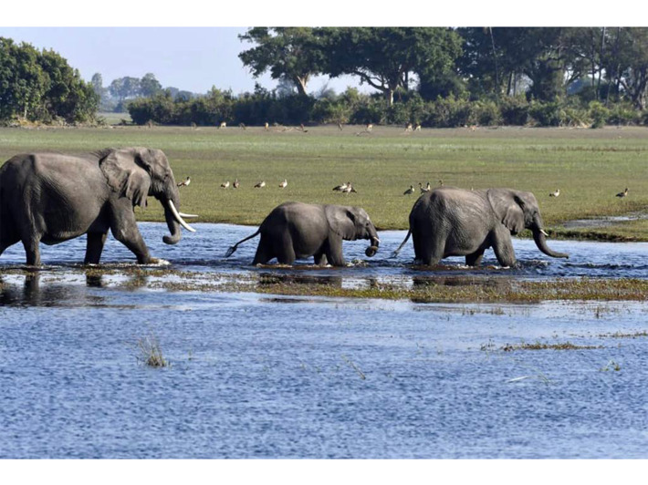 elephants crossing body of water