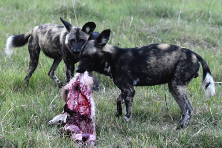 Wild dogs with kill