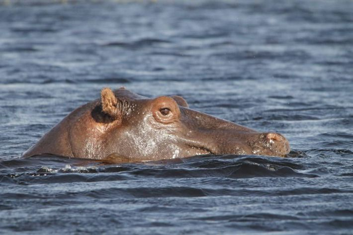 Hippo in the delta
