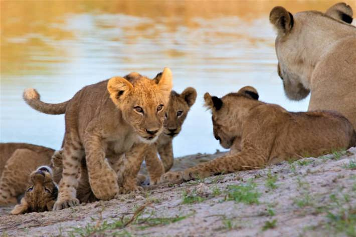 Lion cubs by watering hole