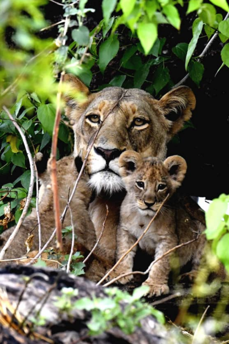 Female lion and her cub