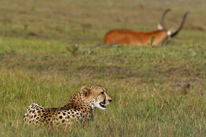 Cheetah and prey