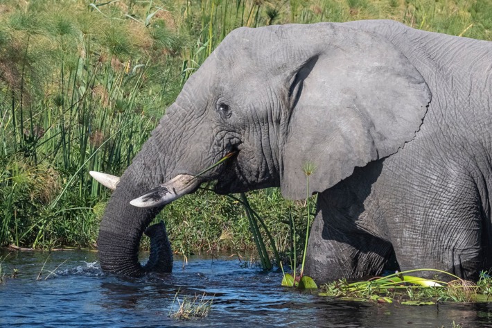 Elephant in waterways Xigera