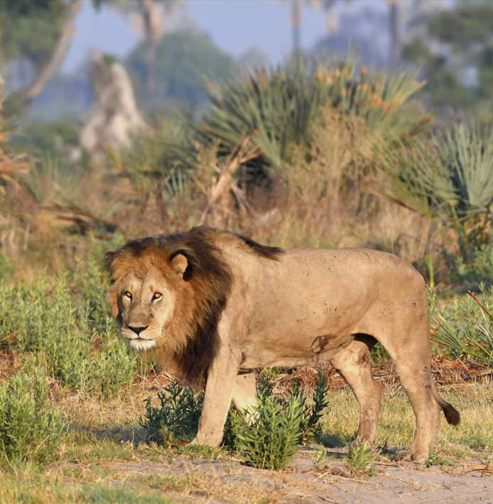 Male lion intruder glare Xigera